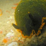 Dendrodoris Limbata