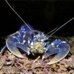 Homar Bleu