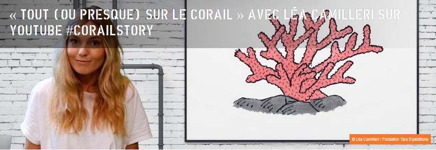 Tout (ou presque) sur le corail