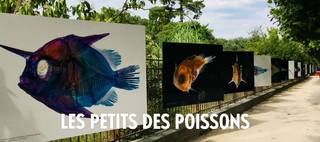 Exposition - les petits des poisson - 30 mars 2019 au 27 mars 2020