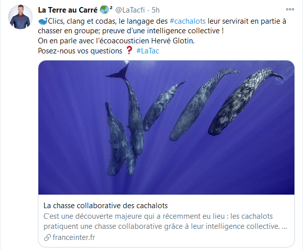 La Terre au carré - La chasse collaborative des cachalots